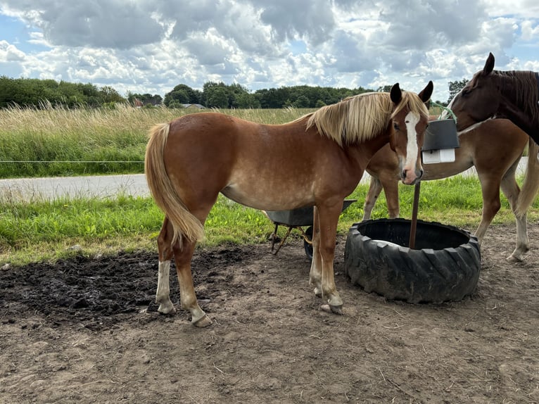 Frederiksborg Mare 2 years 16,1 hh Chestnut in Tønder