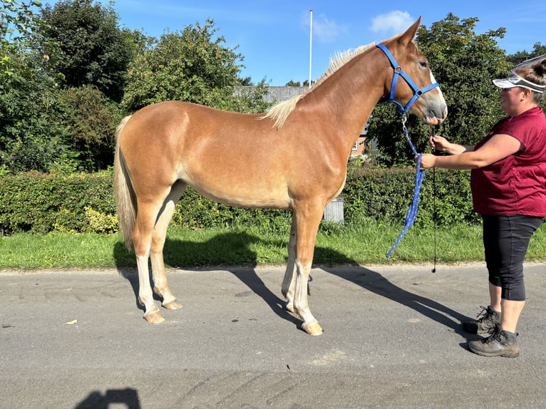 Frederiksborg Mare 2 years 16,1 hh Chestnut in Tønder