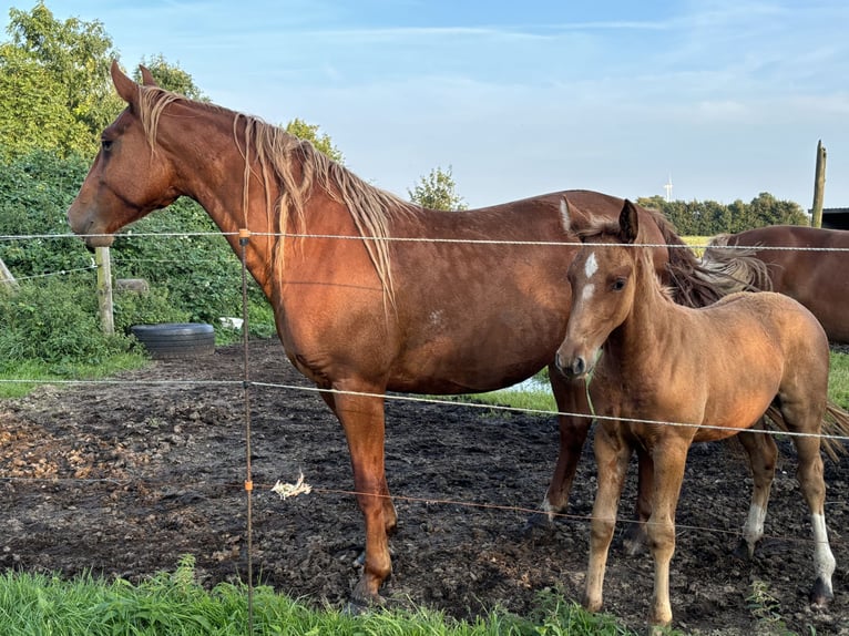 Frederiksborg Mare 4 years 15,2 hh Chestnut-Red in Tønder