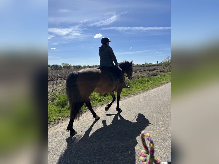 Frederiksborg Mix Mare 5 years 15.2 hh Brown in Bergenhusen
