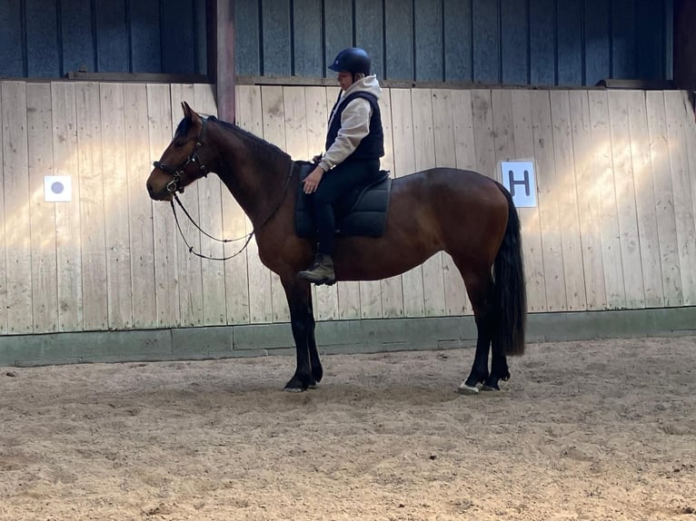 Frederiksborg Mix Mare 5 years 15.2 hh Brown in Bergenhusen