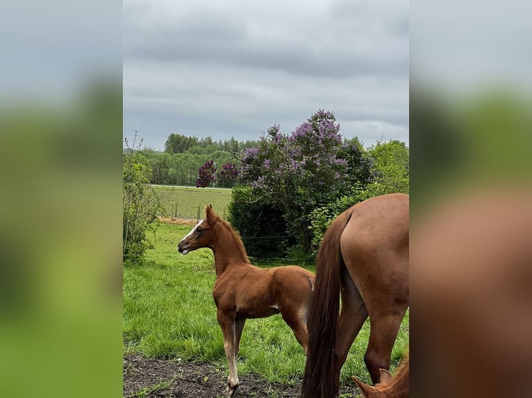 Frederiksborg Mare Foal (01/2024) 16,1 hh Rabicano in Horslunde