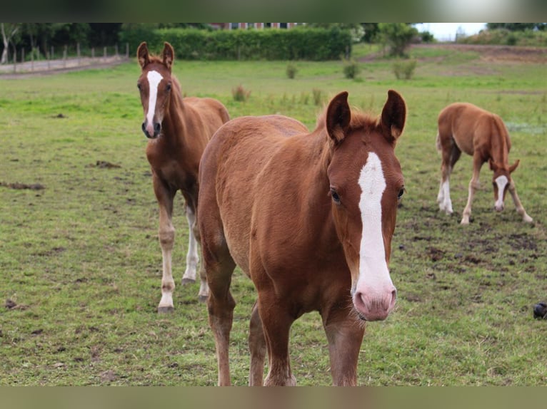 Frederiksborg Mare Foal (01/2024) 16 hh in Horslunde