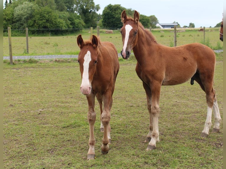 Frederiksborg Mare Foal (01/2024) 16 hh in Horslunde