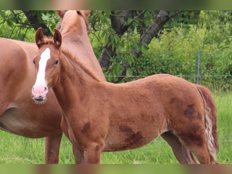 Frederiksborg Mare Foal (01/2024) 16 hh in Horslunde