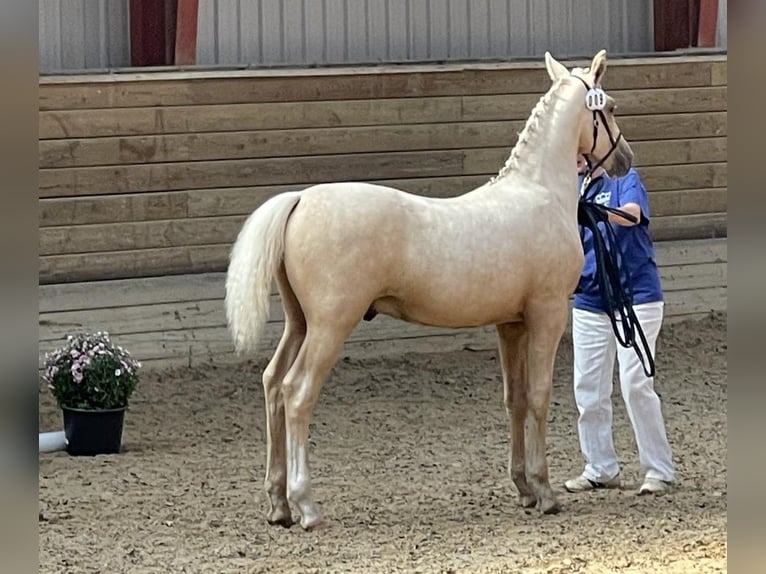 Frederiksborg Semental 1 año 165 cm Palomino in Egtved