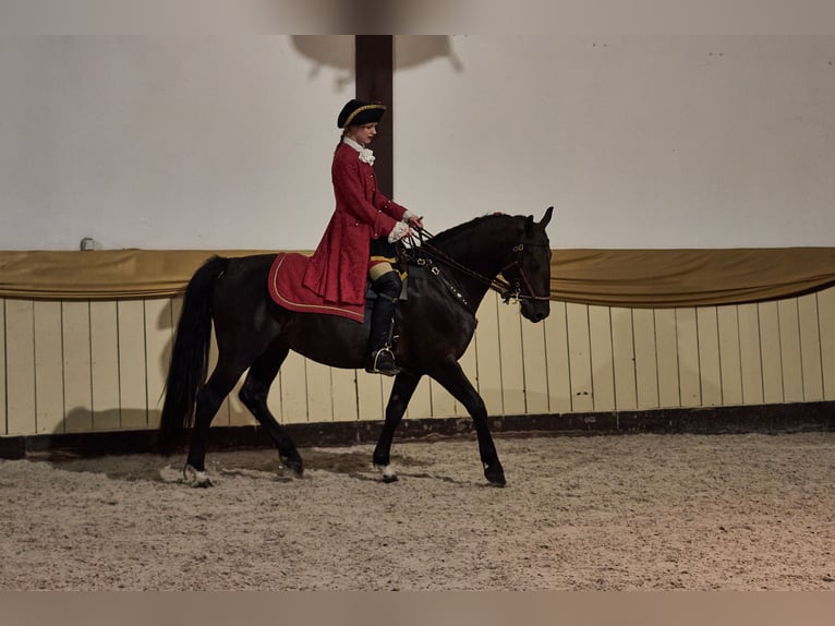 Frederiksborg Semental 7 años Negro in Bückeburg Evesen