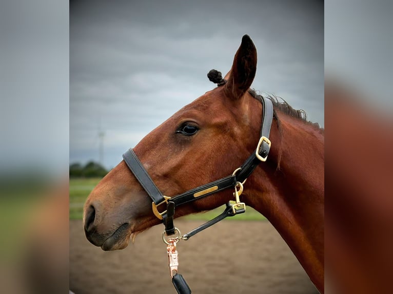 Frederiksborg Stallion 1 year 16 hh Brown in årre