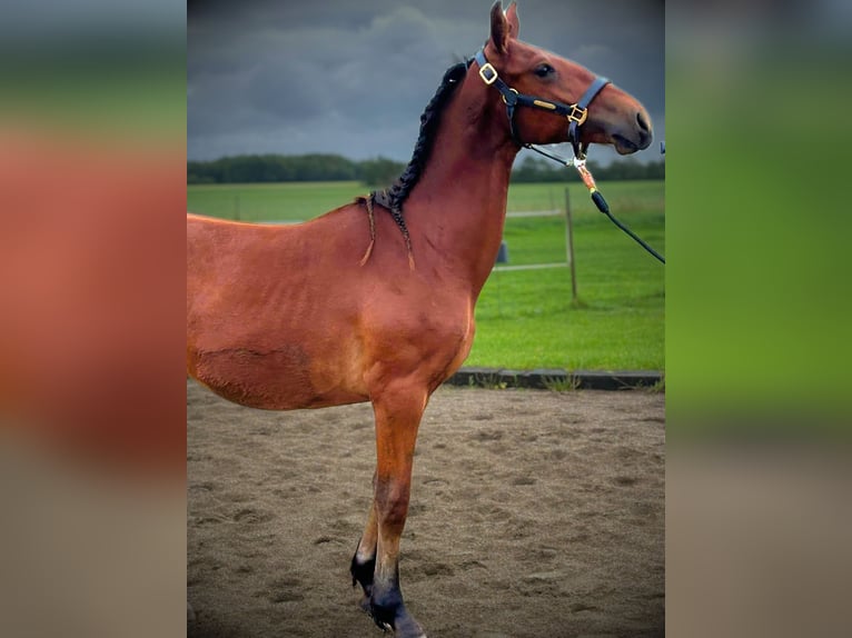 Frederiksborg Stallion 1 year 16 hh Brown in årre