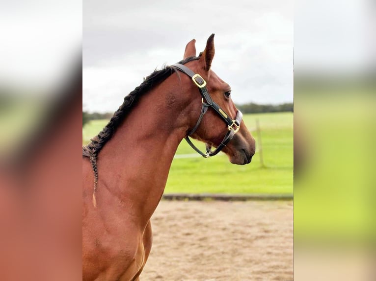 Frederiksborg Stallion 1 year 16 hh Brown in årre