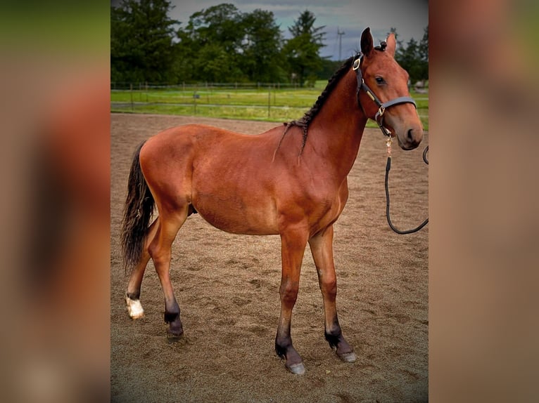 Frederiksborg Stallion 1 year 16 hh Brown in årre