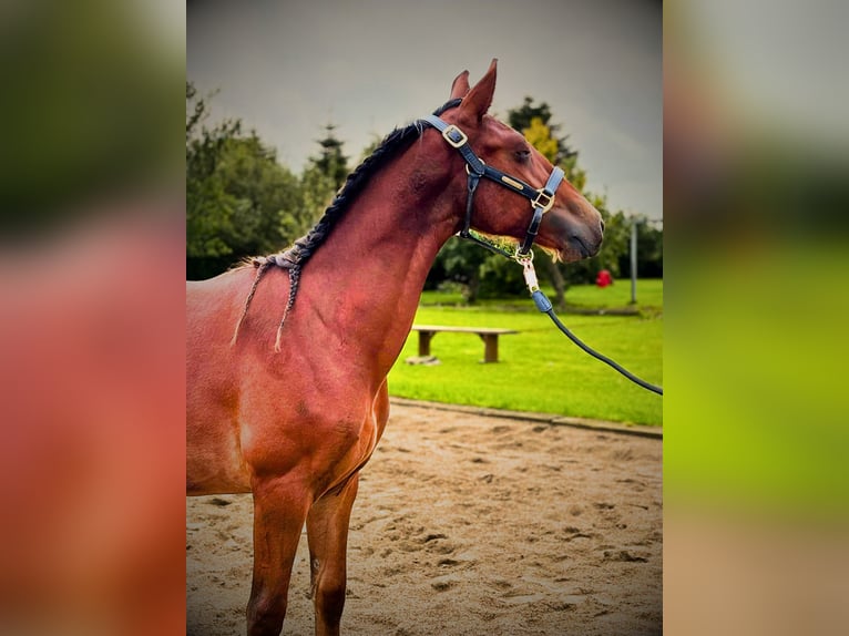 Frederiksborg Stallion 1 year 16 hh Brown in årre