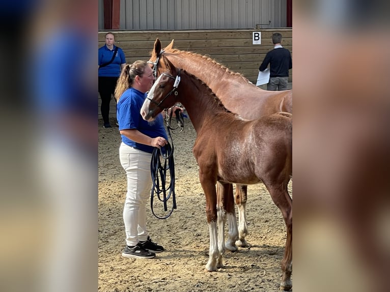 Frederiksborg Stallion 1 year 16 hh Chestnut in Tønder