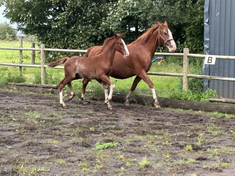 Frederiksborg Stallion 1 year 16 hh Chestnut in Tønder