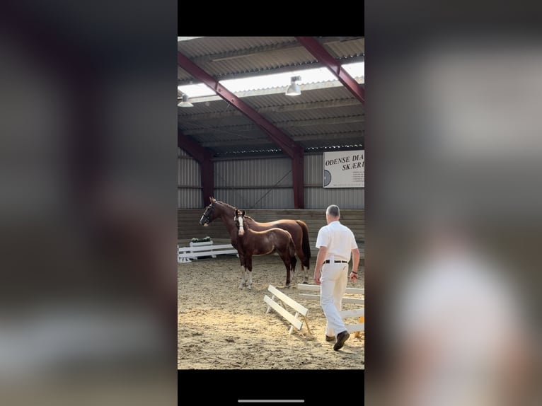 Frederiksborg Stallion 1 year 16 hh Chestnut in Tønder