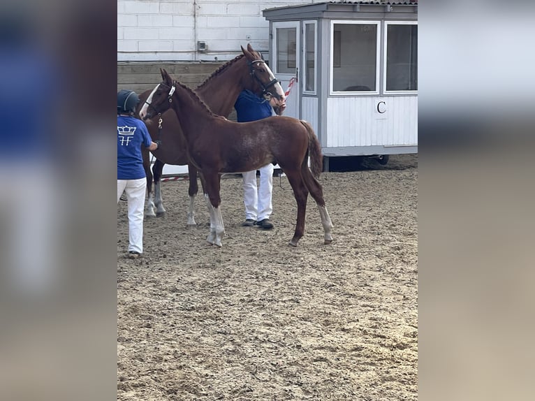 Frederiksborg Stallion 1 year 16 hh Chestnut in Tønder