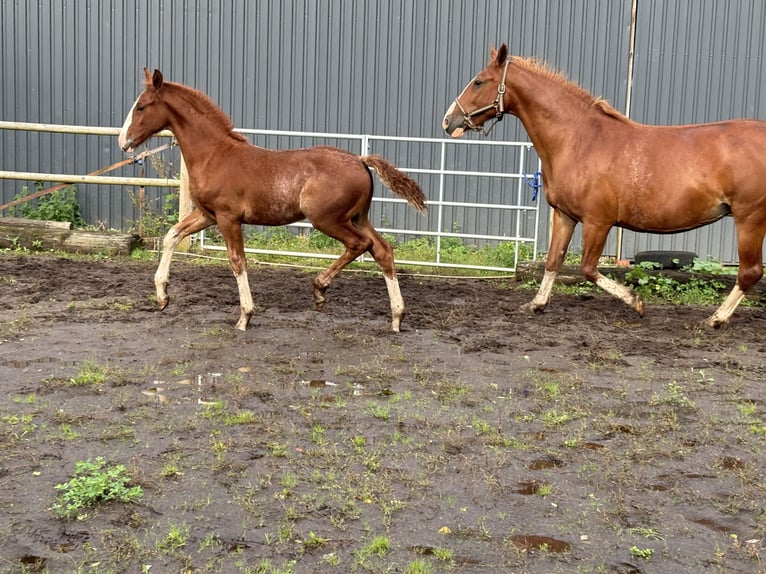 Frederiksborg Stallion 1 year 16 hh Chestnut in Tønder