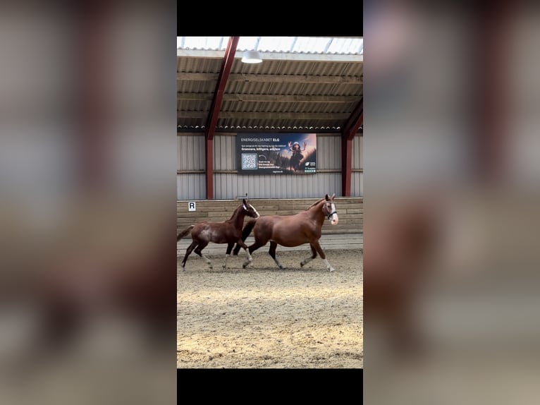 Frederiksborg Stallion 1 year 16 hh Chestnut in Tønder