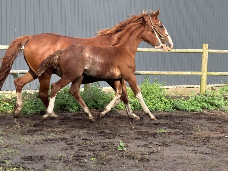 Frederiksborg Stallion 1 year 16 hh Chestnut in Tønder