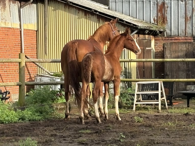 Frederiksborg Stallion 1 year 16 hh Chestnut in Tønder