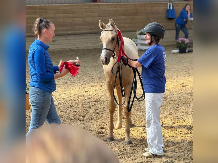 Frederiksborg Stallion 1 year 16 hh Palomino in Egtved