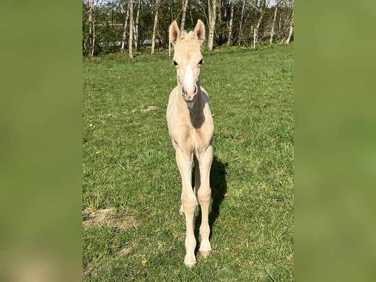 Frederiksborg Stallion 1 year 16 hh Palomino in Egtved