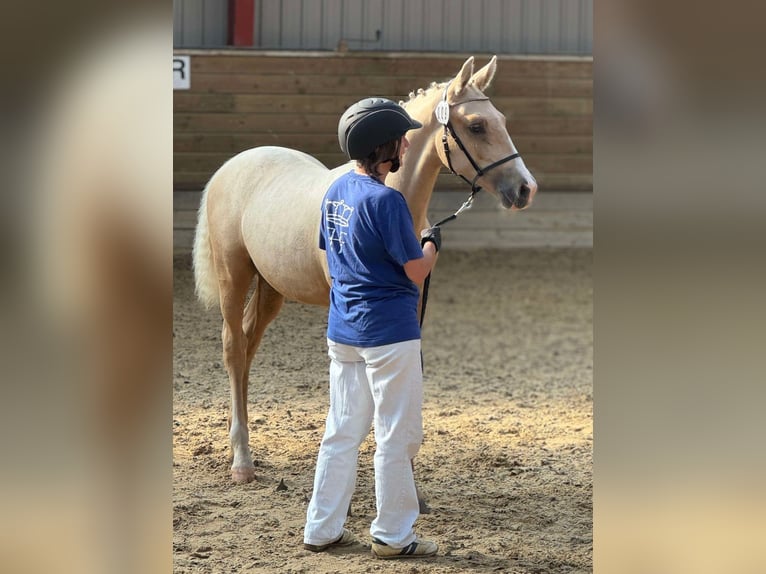 Frederiksborg Stallion 1 year 16 hh Palomino in Egtved