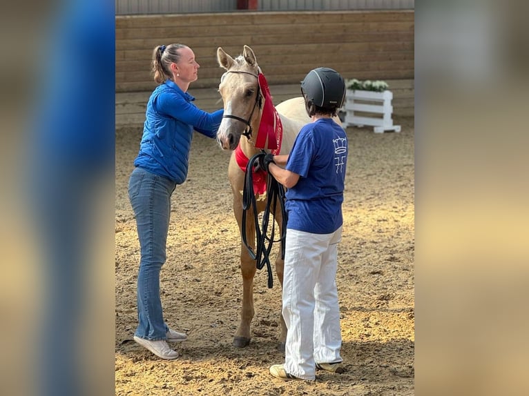 Frederiksborg Stallion 1 year 16 hh Palomino in Egtved