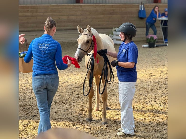 Frederiksborg Stallion 1 year 16 hh Palomino in Egtved