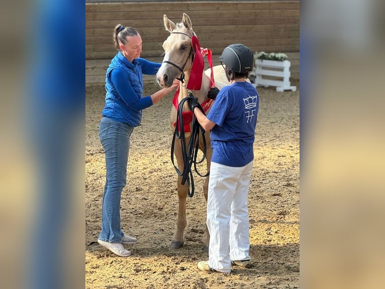 Frederiksborg Stallion 1 year 16 hh Palomino in Egtved