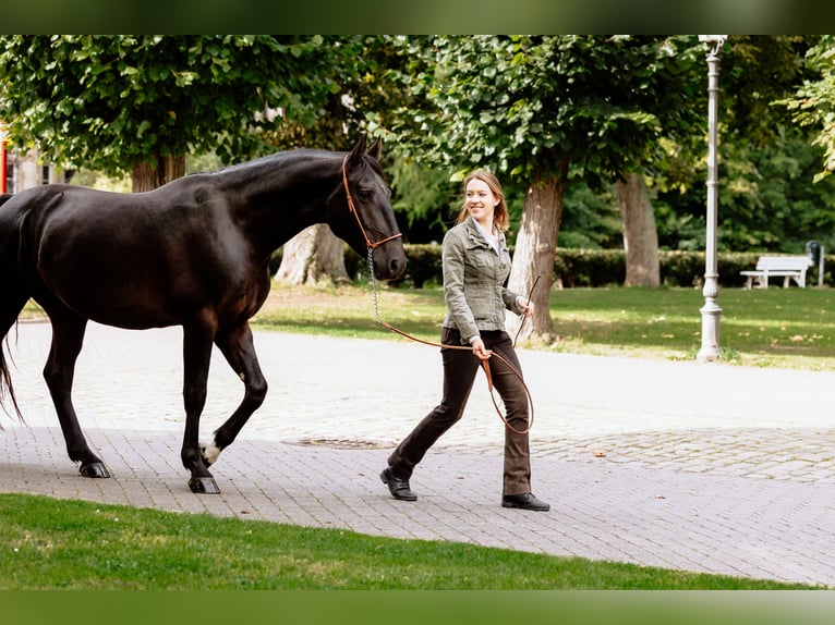 Frederiksborg Stallion 6 years Black in B&#xFC;ckeburg Evesen