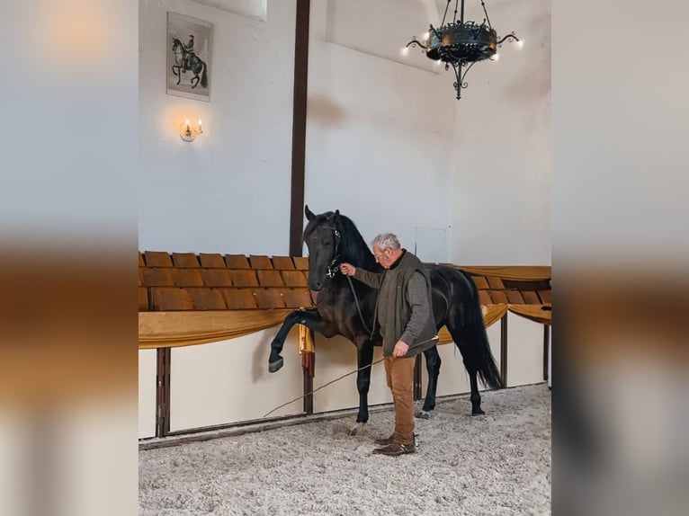 Frederiksborg Stallion 7 years Black in Bückeburg Evesen