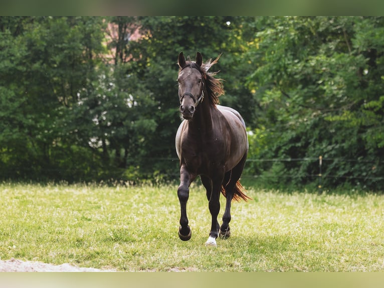 Frederiksborg Stallion 7 years Black in Bückeburg Evesen
