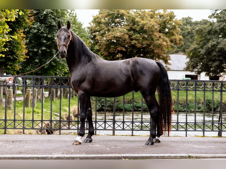 Frederiksborg Stallion 7 years Black in Bückeburg Evesen