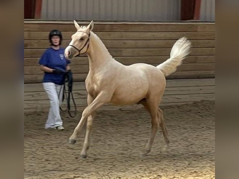 Frederiksborg Stallion  16 hh Palomino in Egtved