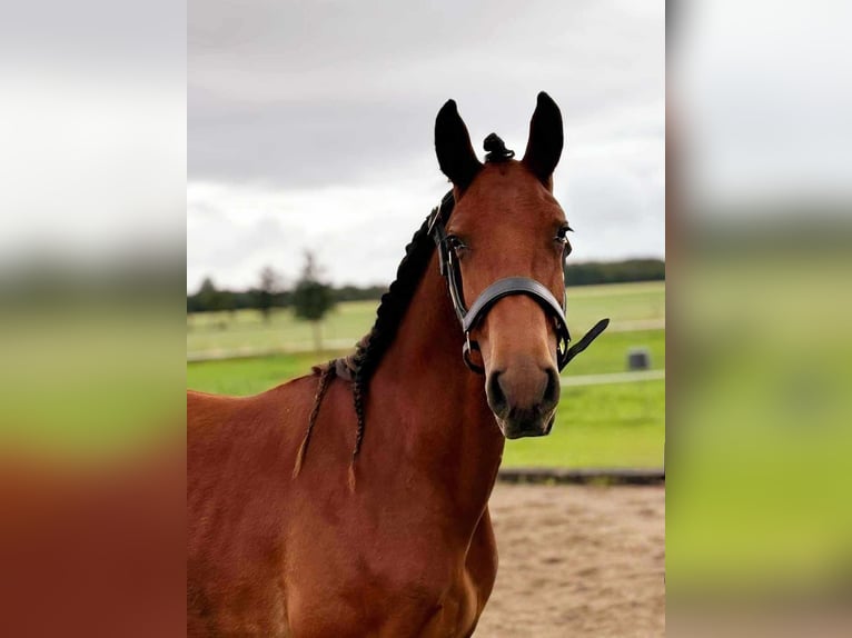 Frederiksborgare Hingst 1 år 165 cm Brun in årre