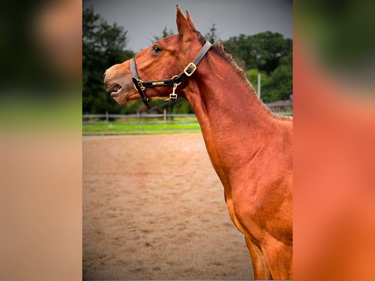 Frederiksborgare Hingst 1 år 165 cm Brun in årre