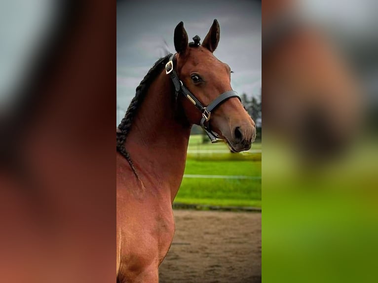 Frederiksborgare Hingst 1 år 165 cm Brun in årre