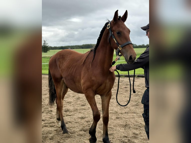 Frederiksborgare Hingst 1 år 165 cm Brun in årre