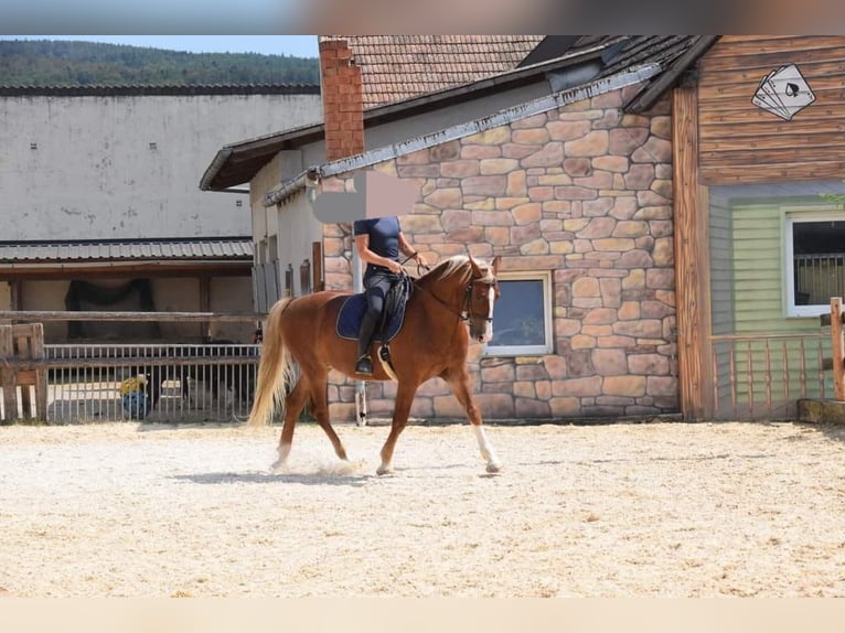 Frederiksborger Castrone 14 Anni 162 cm Sauro in Lanzenkirchen