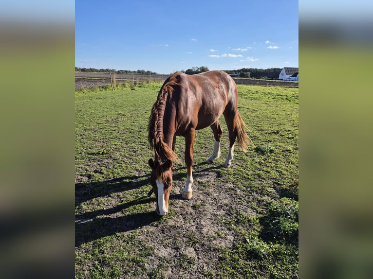 Frederiksborger Castrone 4 Anni  in trustrup