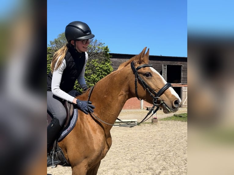 Frederiksborger Giumenta 19 Anni Sauro in Kiel