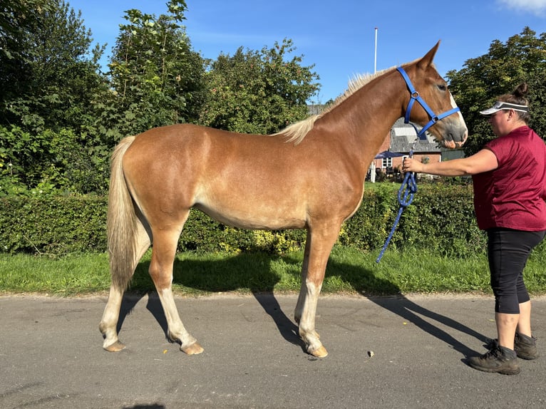 Frederiksborger Giumenta 1 Anno 167 cm Sauro scuro in Tønder