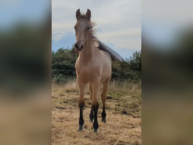 Frederiksborger Giumenta 1 Anno Pelle di daino in Asmundtorp