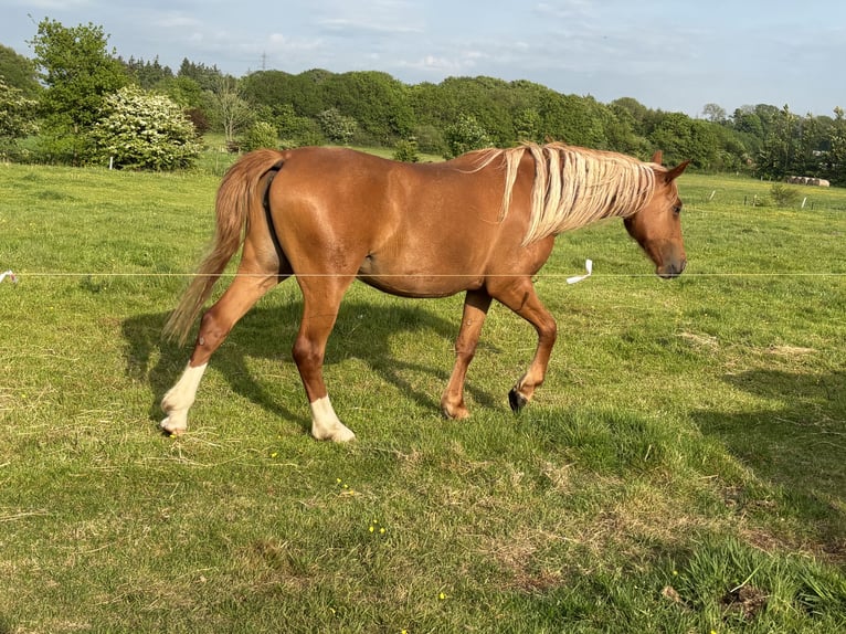 Frederiksborger Giumenta 2 Anni 160 cm Sauro in Tønder