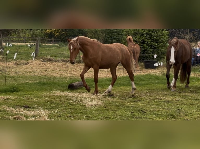 Frederiksborger Giumenta 2 Anni 160 cm Sauro in Tønder