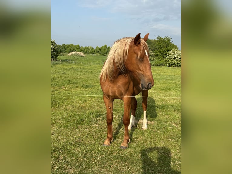 Frederiksborger Giumenta 2 Anni 160 cm Sauro in Tønder