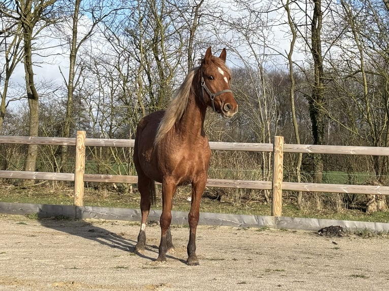 Frederiksborger Giumenta 2 Anni 160 cm Sauro in Tønder