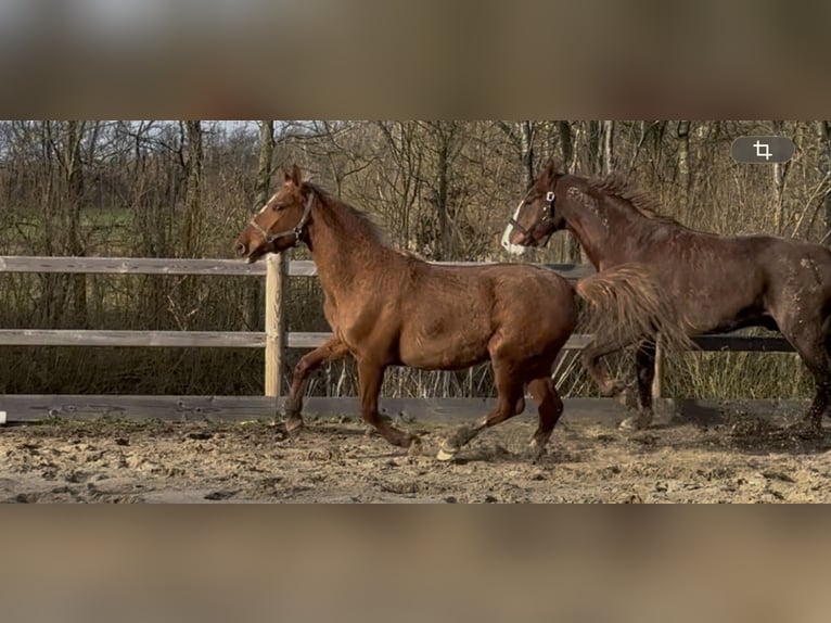 Frederiksborger Giumenta 2 Anni 160 cm Sauro in Tønder