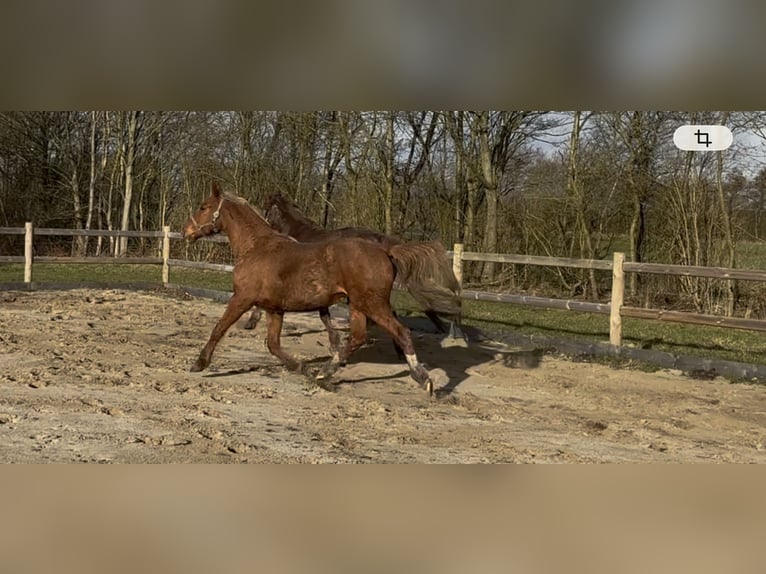 Frederiksborger Giumenta 2 Anni 160 cm Sauro in Tønder